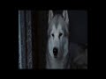 Eight Below Paul Walker Free Like Wind images Eight Below Paul Walker Free Like Wind