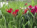 Where the Wild Roses Grow - Nick Cave and Kylie Minogue version