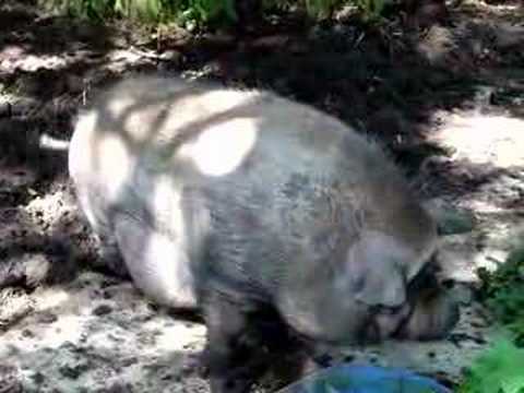 Potbellied pig at Fanny's Farm Shop Surrey