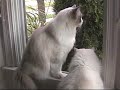 Ragdoll Cats Jake & Elwood Compete for the Window