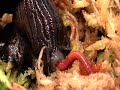 snails