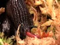 snails