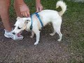 Odie, Jack Russell dog available for adoption