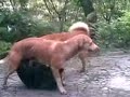 Anjing Kawin images Anjing Kawin
