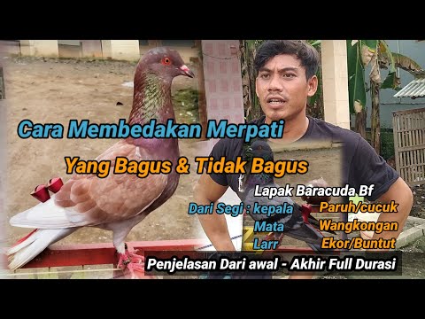 Ciri-ciri Merpati Tinggi Pukul - Full Nitik | Cara Membedakan Merpati Yang Bagus Dan Tidak Bagus