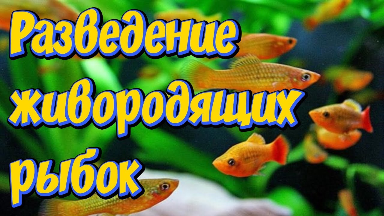 Содержание пецилий в домашних условиях