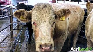 Athenry Mart的Brian Hogan对牛贸易发表了看法
