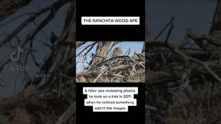 The Ranchita Wood Ape Hiker Photos Sasquatch Bigfoot