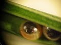 Skipper Butterfly Egg Hatching