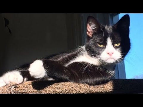 🤣 Funniest 😻 Cats and 🐶 Dogs - Awesome Funny Pet Animals' Life Videos 😇