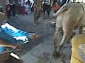 image Cara Merebahkan Sapi Qurban Yang Baik Benar