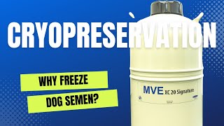 Why Freeze Dog Semen?