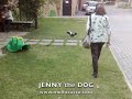 JENNY - Jack Russell - DOG