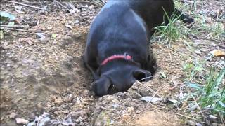 Rex - Three Legged Patterdale Terrier