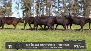LOTE 11 - VENTRES BRANGUS - LEILÃO SÃO BIBIANO 2021