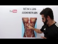 Vídeo Aula 112 - Anatomia Humana - Sistema Muscular: Músculos do Abdômen (Reto Abdominal e Oblíquos)