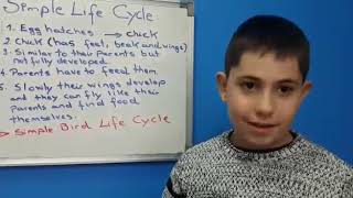 Second Science Lesson - Bird Life Cycle