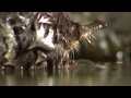 wildlife