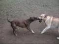 labrador vs pitbull (GIOCANO)