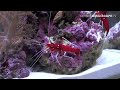shrimps