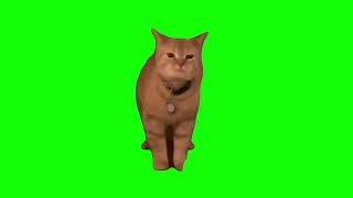 Green Screen I Go Meow Meme | Singing Cat Meme
