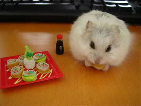 funny hamsters. Funny hamsters - funny hamster video ! Part 2