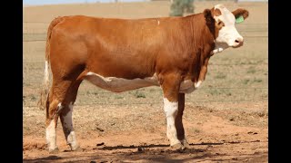 Lot 38 - Tennysonvale Vixen P