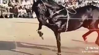 Horse dance on Punjabi song - Funny & Interesting moment - Fun Facts