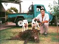 CASERIA DE CHANCHO JABALÍ EN SAN RAFAEL MENDOZA .wmv