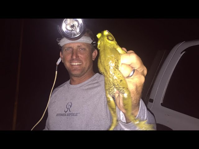 Watch BULL FROG {catch clean and cook} Deer Meat For Dinner on YouTube.