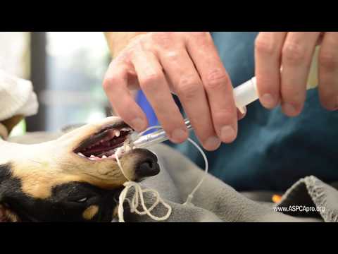 Spay/Neuter Patient Care: Anesthesia - Canine