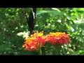 amazon rainforest - biodiversity amazon rainforest - biodiversity