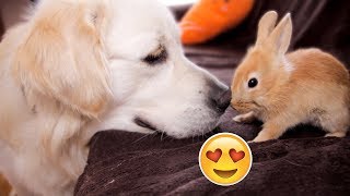 Funny Dog Bailey and Cute Rabbit Sam are Best Friends