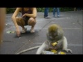 The Sacred Monkey Forest in Bali, Indonesia with Laura Grier