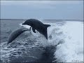 śmieszne zwierzęta :D / Funny animals :D