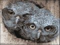 śmieszne zwierzęta :D / Funny animals :D