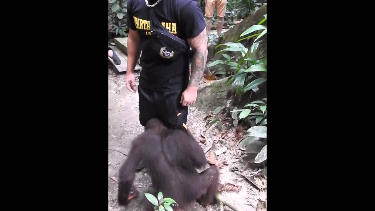 Chimp cock sucking