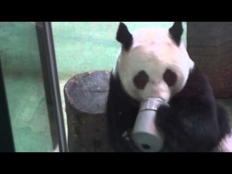 台北動物園のパンダ