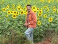 Sunflower Garden