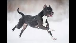 Je Vous Présente Django Mon Staffordshire Bull Terriers