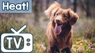 Dog TV: TV for Dogs During Hot Weather! Calm Your Dog in the Summer Heat with this TV and Music!