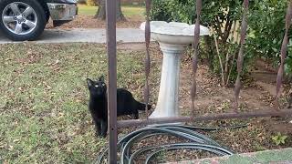 Eli The Cat