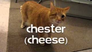 Video Chester the molester Sloan