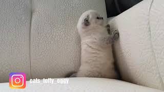 funny cat
