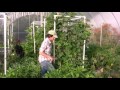 Harvesting Cubers And Search For Spider Mite Damage Harvesting Cubers And Search For Spider Mite Damage