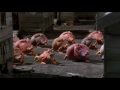 Chicken Run Chicken Run