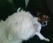 honden gevecht