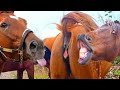 New Best Horse Meeting Long Time and Horse Meeting part 7