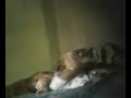 Pemerkosaan Kakak images Pemerkosaan Kakak