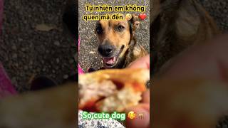 Chú Chó Dễ Thươngcute Dog -Fs2Hw